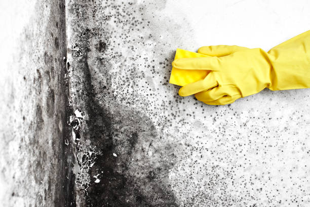 Best Attic Mold Removal  in Tieton, WA