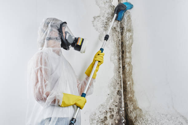 Best Best Mold Removal Companies  in Tieton, WA