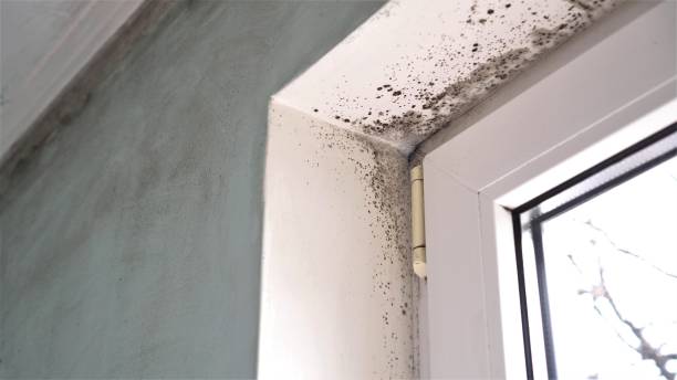 Trusted Tieton, WA Mold Removal Experts