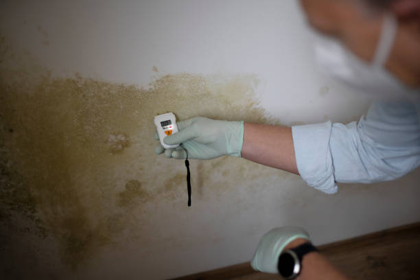 Best Residential Mold Removal  in Tieton, WA