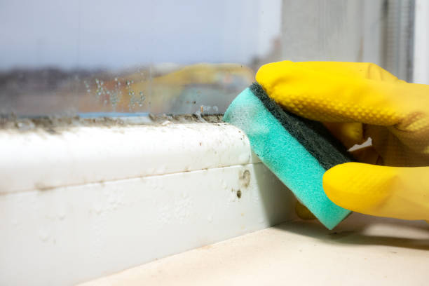 Best Certified Mold Removal  in Tieton, WA