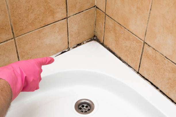 Attic Mold Removal in Tieton, WA
